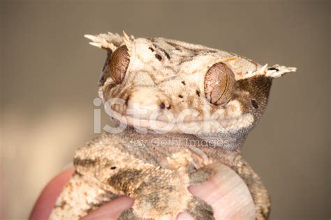 Crested Eyelash Gecko Correlophus Ciliatus Stock Photo | Royalty-Free | FreeImages