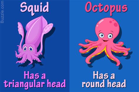 Squid tentacles vs octopus arms - sciencejaf