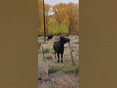 mooooooooo!!!! 🤣🤣 - YouTube