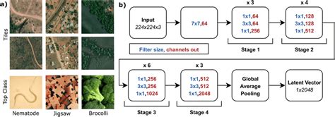 Resnet Imagenet Predictions And Architecture A Imagenet Class