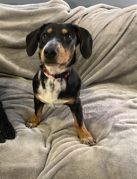 Jet Tennessee Dachshund Rescue