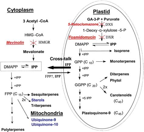 Scheme Showing The Two Independent Isoprenoid Biosynthesis Pathways In Download Scientific