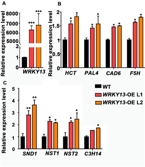 Lignin Biosynthetic Genes And Secondary Wall Related Genes Are Altered