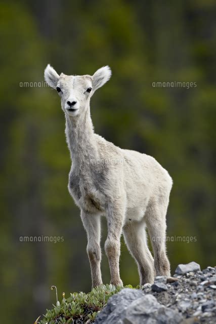 Stone Sheep Ovis Dalli Stonei Lamb Muncho Lake Provincial Park