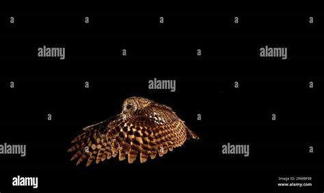 Eurasian Tawny Owl Strix Aluco Adult In Flight Normandy Stock Photo