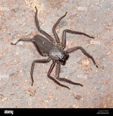 Flach Schwarz Dunkel Graue Spinne Hemidoea Arten Eine Drassid Auf