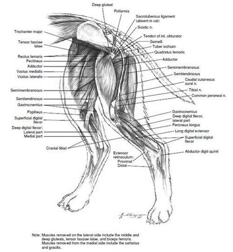 Parts Of Dog Back Leg