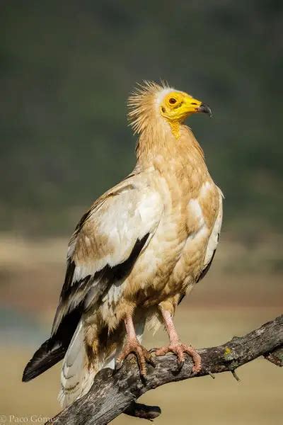 Egyptian Vulture - Facts, Diet, Habitat & Pictures on Animalia.bio