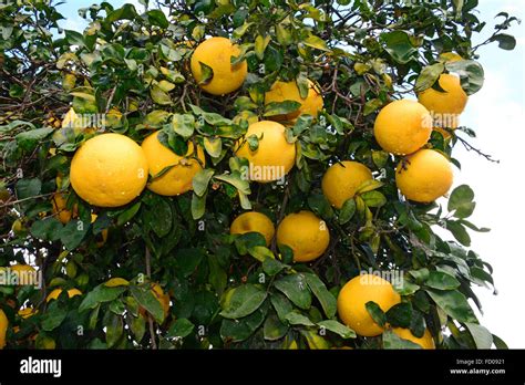 grapefruit  tree stock photo alamy