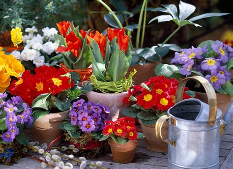 Primula acaulis Frühlingsprimeln in Bild kaufen 12120594