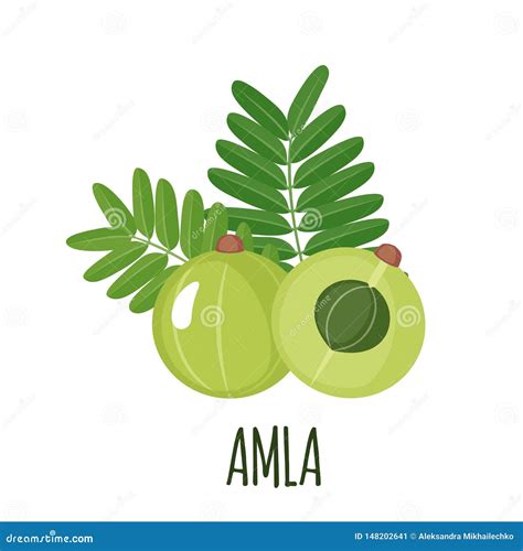 Amla Fruit Vector Illustration Phyllanthus Emblica