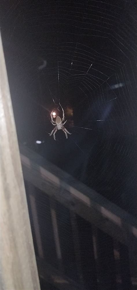 Unidentified Spider In Maryland United States