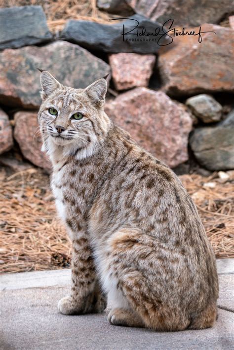 Bobcat Wildlife Encounter