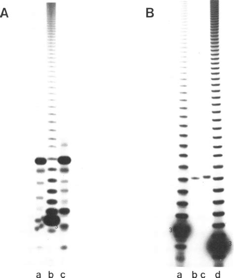 Electrophoresis Of 32p Kinased Oligonucleotides On A 20 Download