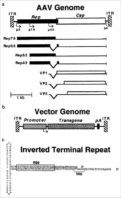 The Structure Of Wild Type Genomes And The Genome Of Recombinant Vector