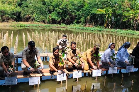 Pemprov DKI Ajak Biarawati Tanam Ratusan Mangrove Di PIK ANTARA News