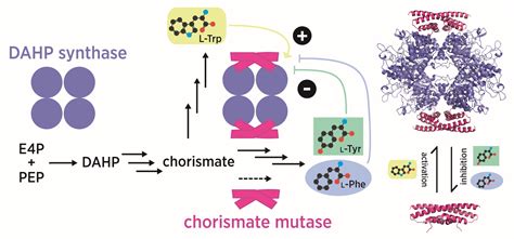 Chorismate Mutase Department Of Chemistry