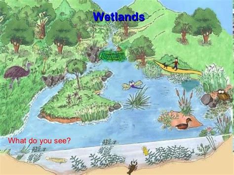 A Wetlands