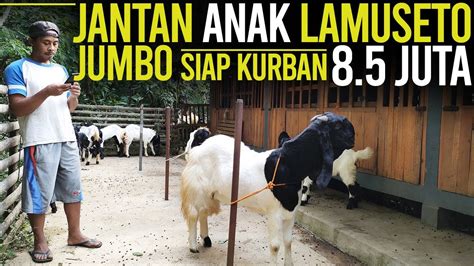 JANTAN JUMBO 8 5 JUTA NEGO FREE ONGKIR SE JAWA Kambing PE