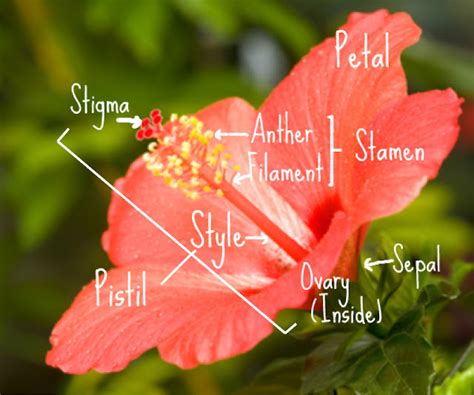 Parts Of Hibiscus Flower And Their Functions