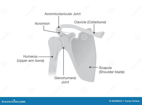 Knochen Und Gelenke Der Schulter Anatomie Vektor Abbildung