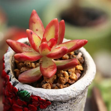 Sedum Adolphi Firestorm The Next Gardener Thenextgardener