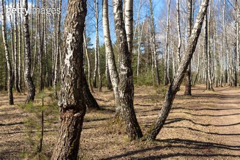 Deciduous Tree Trunks In The Forest