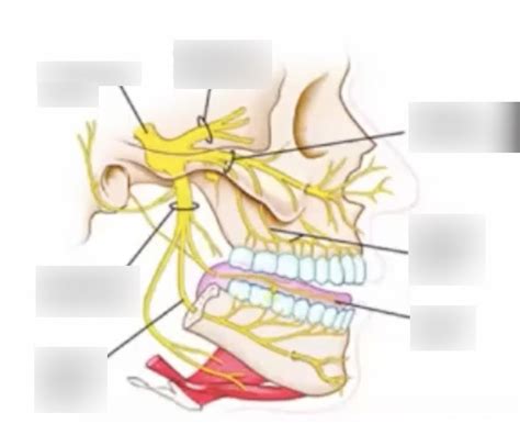 Diagram Of V Trigeminal Nerve Part 1 Quizlet