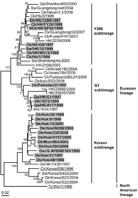 Phylogenetic Tree Of The HA Genes Of H9N2 Influenza Viruses