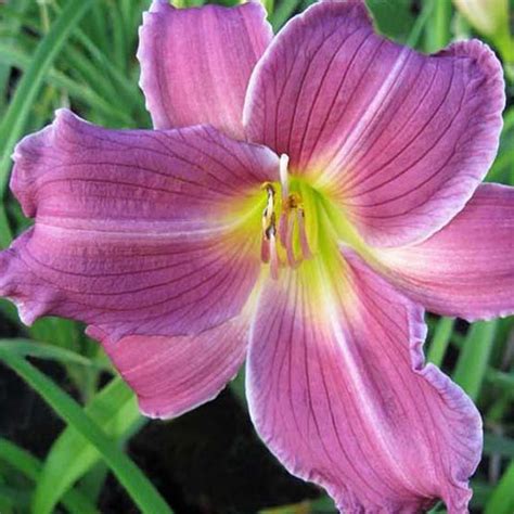 Hémérocalle Indian Giver Hemerocallis Remontante à Fleurs