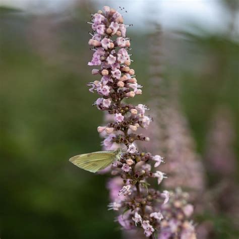 Vitex Agnus Castus Galactic Pink Kaufen Sie Pflanzen Bei Coolplants