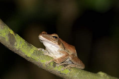 Common Tree Frog Taman Negara Malaysia Photograph By Wk Fletcher