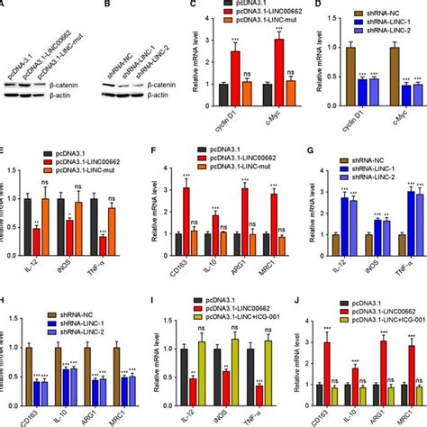 Linc Induces M Macrophages Polarization Via Activating