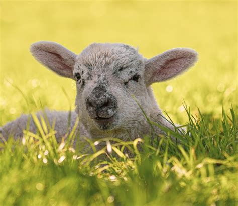 Premium Photo Close Up Portrait Of A New Born Lamb On Field