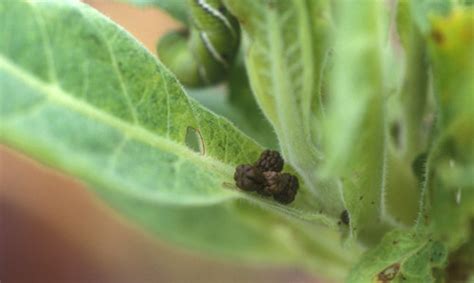 tobacco hornworm, Manduca sexta (Linnaeus); tomato hornworm, Manduca ...