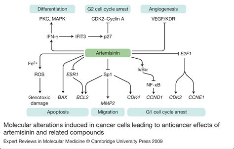 Anticancer Activities Of Artemisinin And Its Bioactive Derivatives