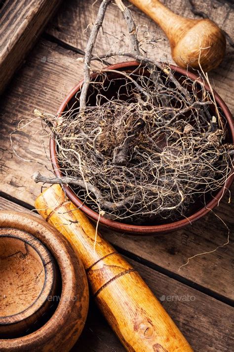 Discover The Healing Power Of Maral Root In Herbal Medicine