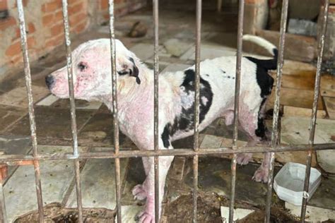 Pol Cia Civil De Capivari Sp Resgata Pitbull V Tima De Maus Tratos No