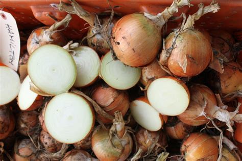 Hamilton Onion Pelleted Seedway