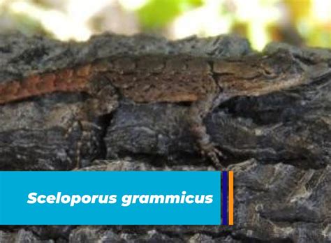 Sceloporus Torquatus Biodiversidad El Marqués
