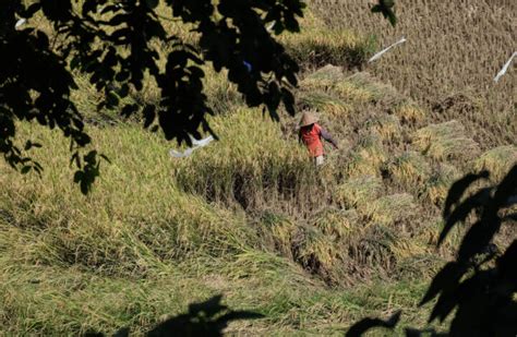 Sawah Kekeringan Petani Terpaksa Memanen Dini