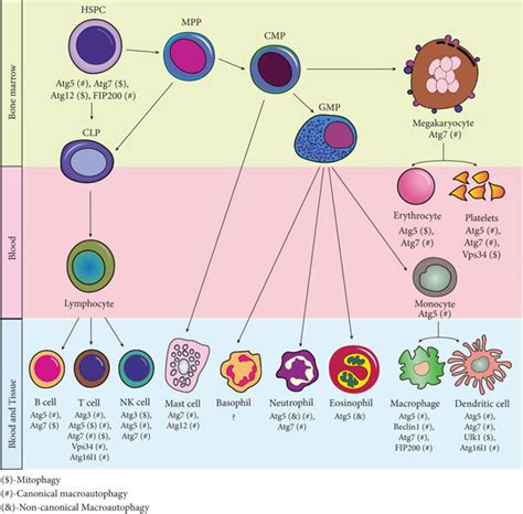 Autophagy Related Genes Involved In Hematopoietic Differentiation Download Scientific Diagram