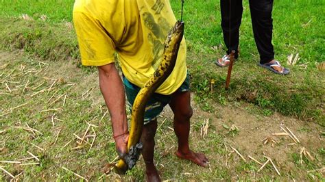 Primitive Technology Survival Skills Catch Big Eel Fish In Deep