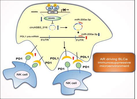 Illustration Of Ar Adar Circ Mir A P Pd L Signaling In