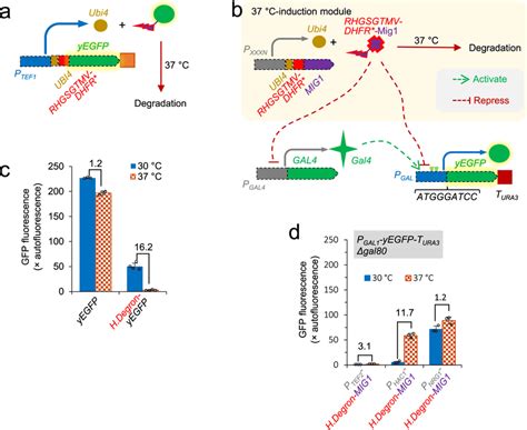 Deploying C Gal Induction Circuit A Schematic Of Expression System