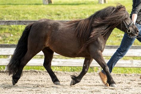 Pferdemarkt Pony Typvolle Shetlandpony Stute Kaufen Landwirt