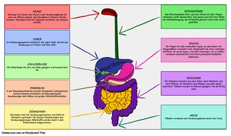 Verdauungssystem Storyboard Von De Examples