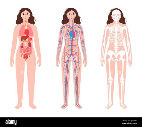 Human Body Systems Illustration Stock Photo Alamy