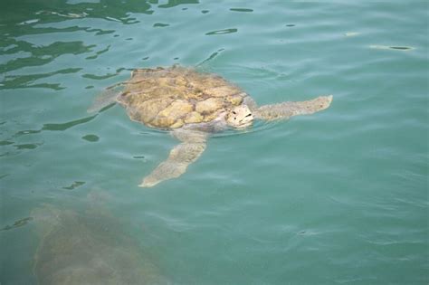 Turtle Farm, Grand Cayman | Grand cayman, Turtle, Cayman