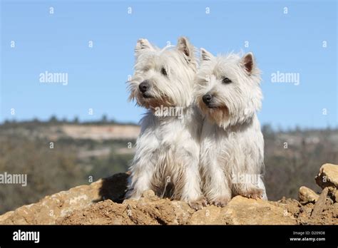 Dog West Highland White Terrier Westie Two Adults Sitting On The